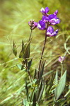 Lathyrus magelanicus